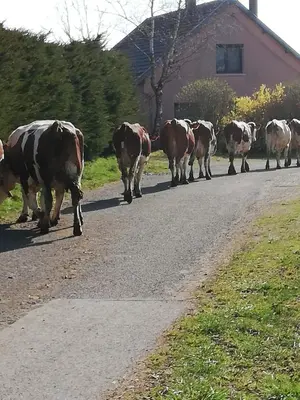 Animaux dans le B&B/chambre d'hôtes ou à proximité