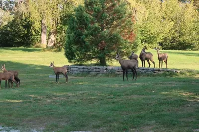Animaux dans la villa ou à proximité