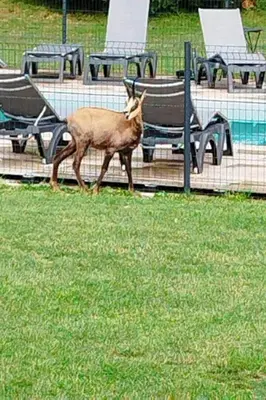 Animaux dans la villa ou à proximité