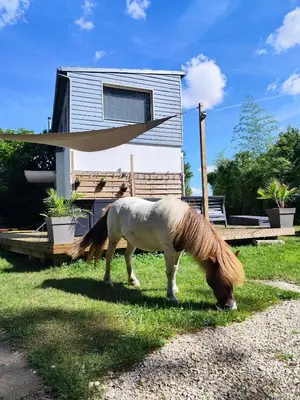Animaux dans la maison d'hôtes ou à proximité