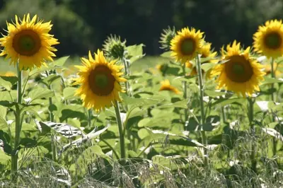 Jardin de l'établissement Belle Maison en Bourgogne - Auxois - Morvan