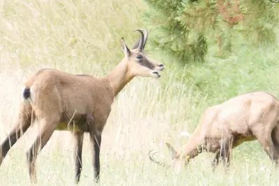 Animaux dans l'appartement ou à proximité