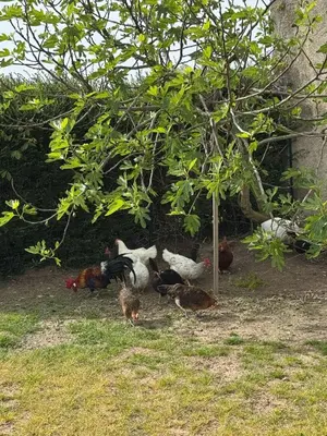 Animaux dans l'appartement ou à proximité