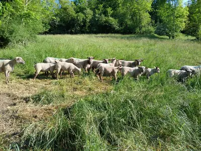 Animaux dans la maison de vacances ou à proximité