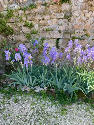 Jardin de l'établissement Ferme Fleurie