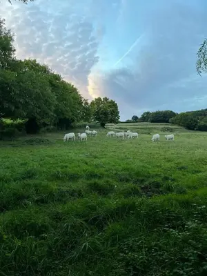 Animaux dans la ferme ou à proximité