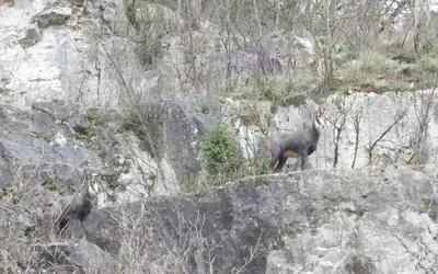 Animaux dans la maison de vacances ou à proximité