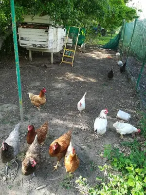 Animaux dans la maison de vacances ou à proximité