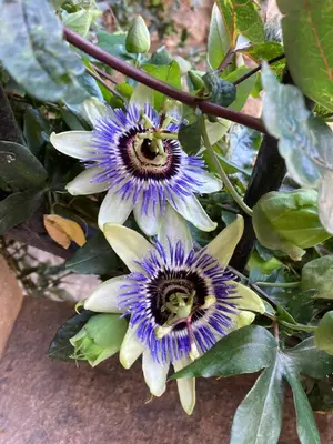 Jardin de l'établissement LA PASSIFLORE