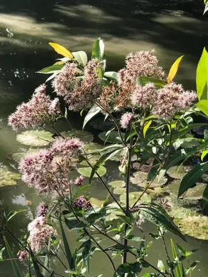 Jardin de l'établissement Les Trois Faisans