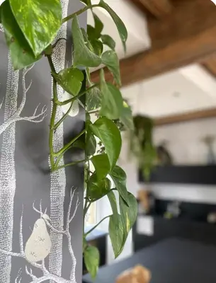 Plan de l'établissement Les Jardins de La Cité 60m2 et parking gratuit