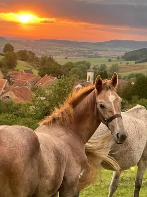 Animaux dans la maison de vacances ou à proximité