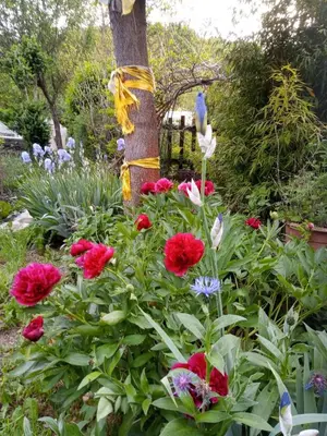 Jardin de l'établissement Gite meublé 6 personnes 2 étoiles Haute Cote d'or Proche des merveilles touristiques