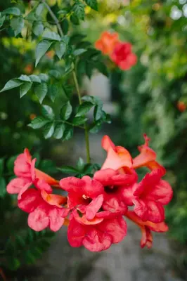 Jardin de l'établissement le petit gite de Marinette