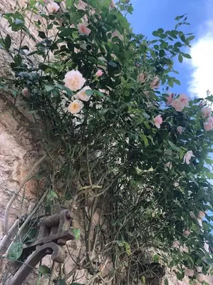 Jardin de l'établissement La maison Villecharny