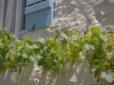 Jardin de l'établissement Les Trois Croix