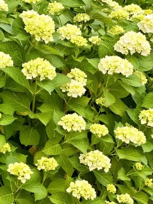 Jardin de l'établissement Raisin Vert