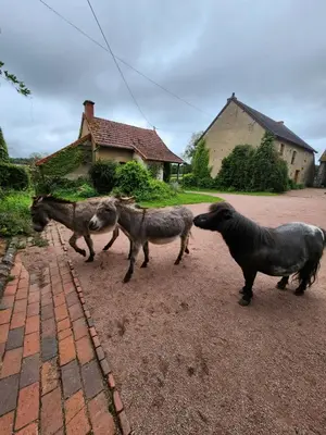 Animaux dans la maison de vacances ou à proximité