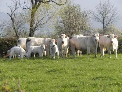 Animaux dans la maison de vacances ou à proximité