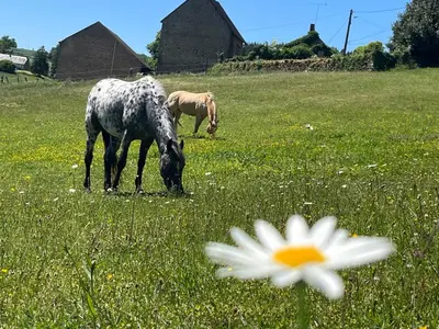 Animaux dans l'appartement ou à proximité