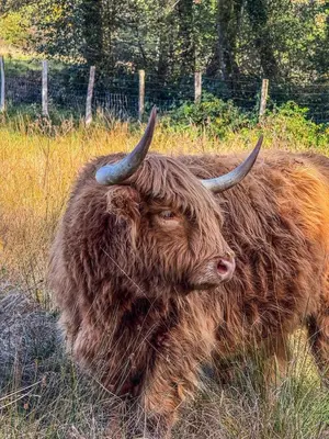 Animaux dans le chalet ou à proximité