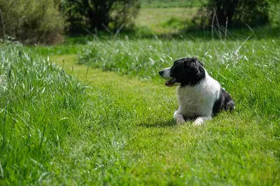 Animal ou animaux domestique(s) séjournant avec des clients dans l'établissement Maison Le Garochet