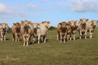 Animaux dans le camping ou à proximité