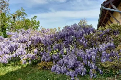 Jardin de l'établissement Le Clos des Buis