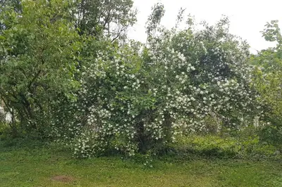 Jardin de l'établissement Le Clos des Buis