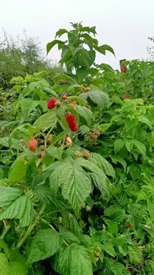 Jardin de l'établissement Roulotte