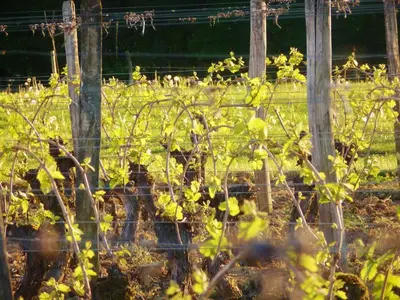 Jardin de l'établissement Domaine Joseph LAFARGE Wine Resort Oeno-tonneaux expérience