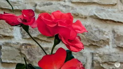 Plan de l'établissement Aux Roses Rouges