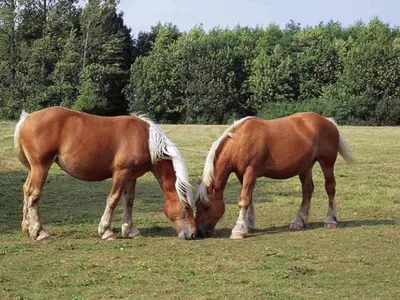 Animaux dans le camping ou à proximité