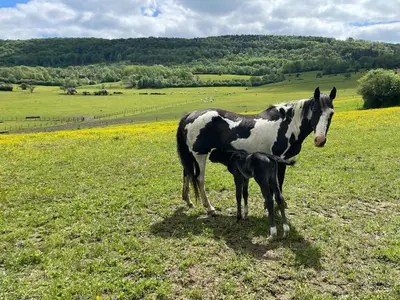 Animaux dans la maison de vacances ou à proximité