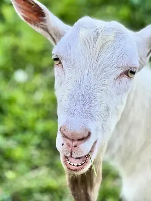 Animaux dans la maison d'hôtes ou à proximité