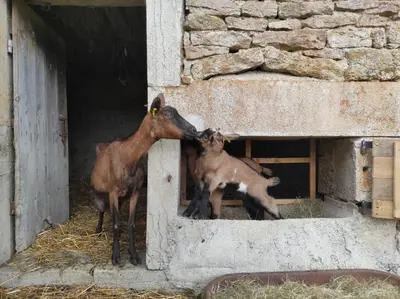 Animaux dans la maison d'hôtes ou à proximité