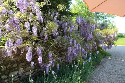 Jardin de l'établissement La Grange de La Ferdière