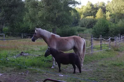 Animaux dans la maison d'hôtes ou à proximité