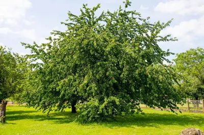 Jardin de l'établissement Le Logis D'Azé