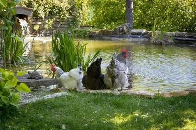 Animaux dans la maison de vacances ou à proximité