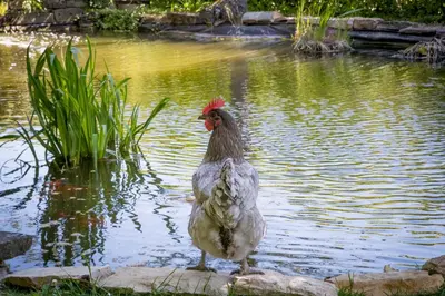Animaux dans la maison de vacances ou à proximité
