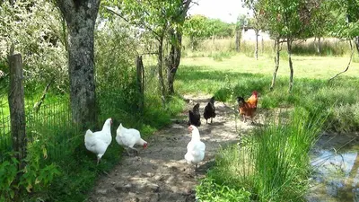 Animaux dans la maison de vacances ou à proximité