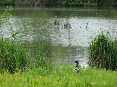 Vue sur la rivière ou le fleuve situé(e) à proximité de le chalet