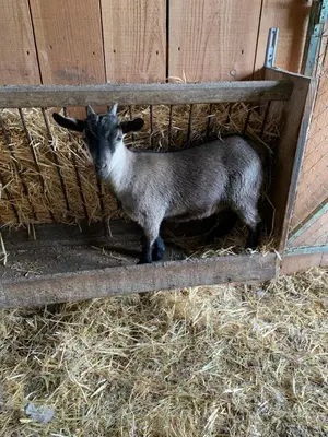 Animaux dans le B&B/chambre d'hôtes ou à proximité