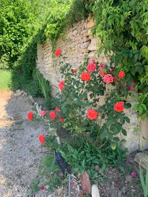 Jardin de l'établissement Bienvenue chez Weiwei