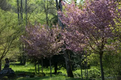 Jardin de l'établissement Maison de charme - 4 étoiles - Moulin de la serrée