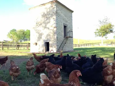 Animaux dans l'hôtel ou à proximité