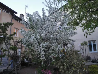 Jardin de l'établissement le Marronnier