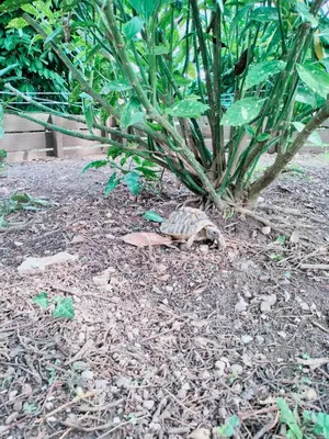 Jardin de l'établissement Calme et Volupté