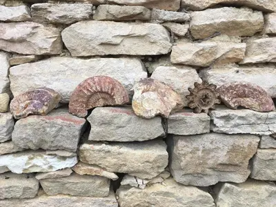Animaux dans le B&B/chambre d'hôtes ou à proximité